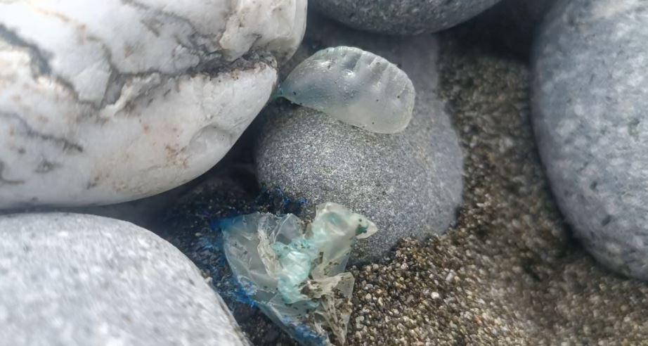 海灘驚見超多藍色泡泡！千萬別碰觸　竟是世界第三毒僧帽水母
