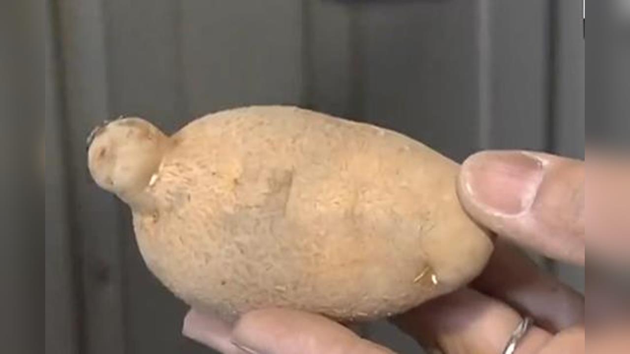 馬鈴薯是澱粉陷阱不敢吃？營養師揭烹調保存「4關鍵」穩血糖還不發胖！