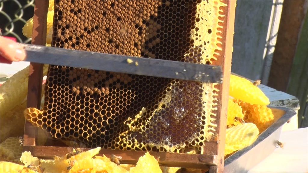冬蜜之王！基隆瑪陵山區蜂農採到鴨腳木蜂蜜