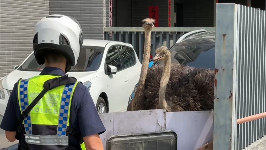 兩隻鴕鳥「晨運」趴趴走　動物奇觀民眾嗨翻圍觀