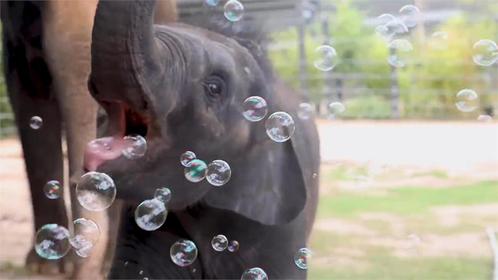 出生10個月！亞洲象寶寶初見泡泡好神奇　「舉鼻、張嘴想吃」玩超嗨