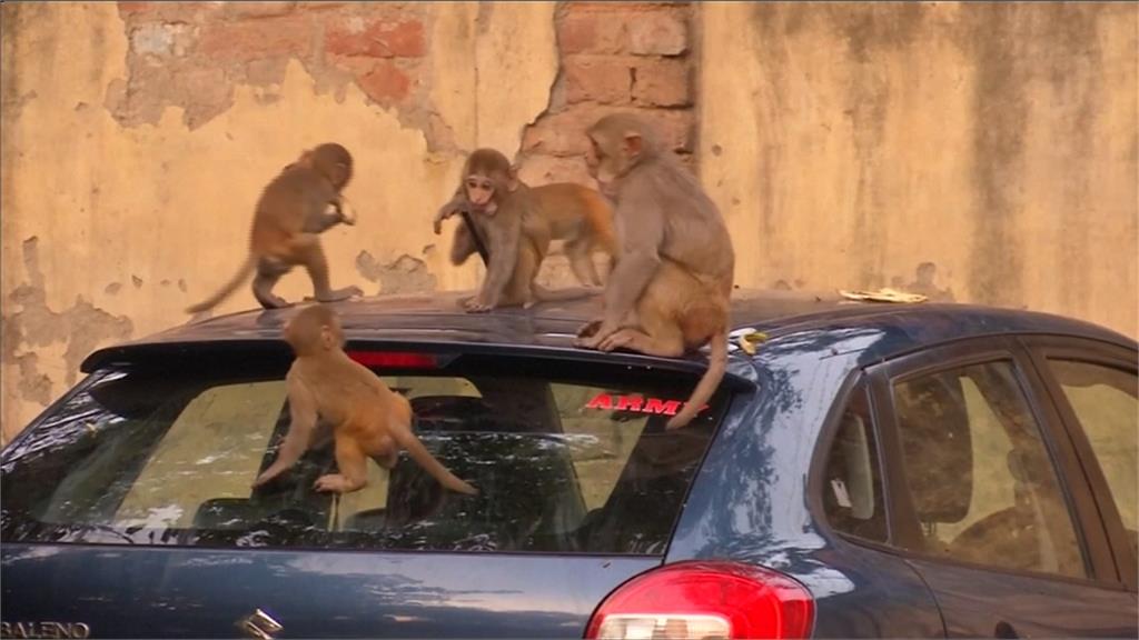潑猴危機！5000隻猴子印度街頭橫行霸道