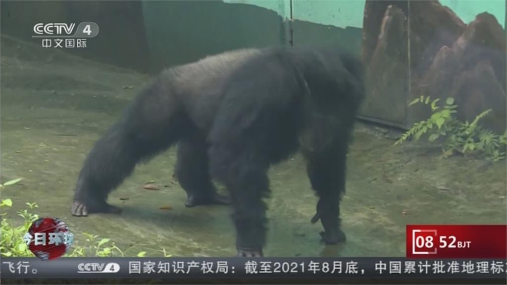重慶動物園黑猩猩與遊客拚伏地挺身 "渝輝"最愛洗衣服