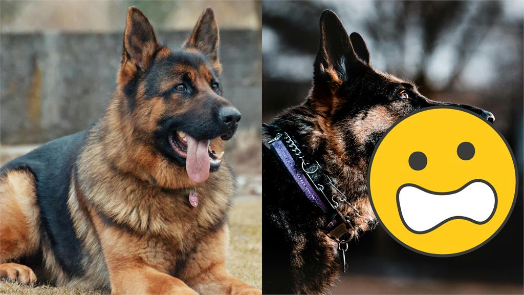 2歲米克斯犬連叼4次「人類部位回家」送主人！警見「這疑點」急出動：來自同一人