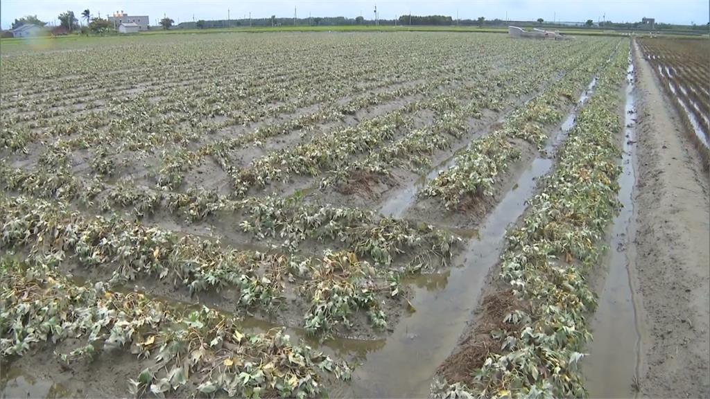 雲林番薯田全泡爛　中興國小趕開學勤整理