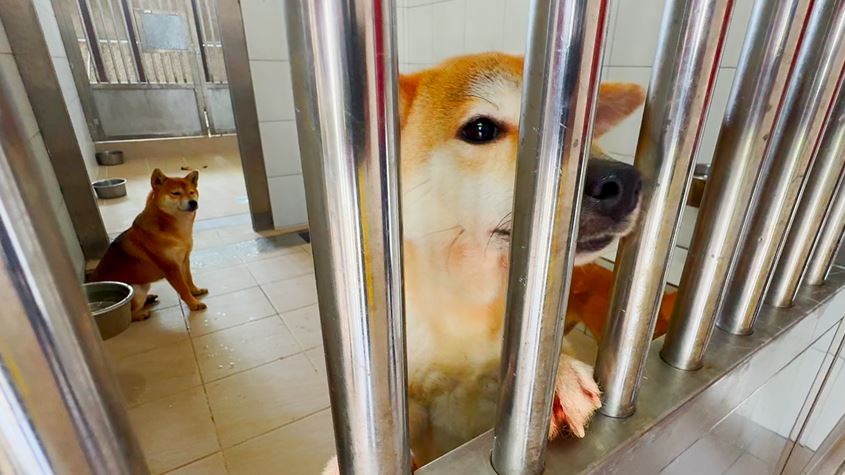 竹苗現「計畫性棄養柴犬」　範圍擴大到桃、雙北近30隻