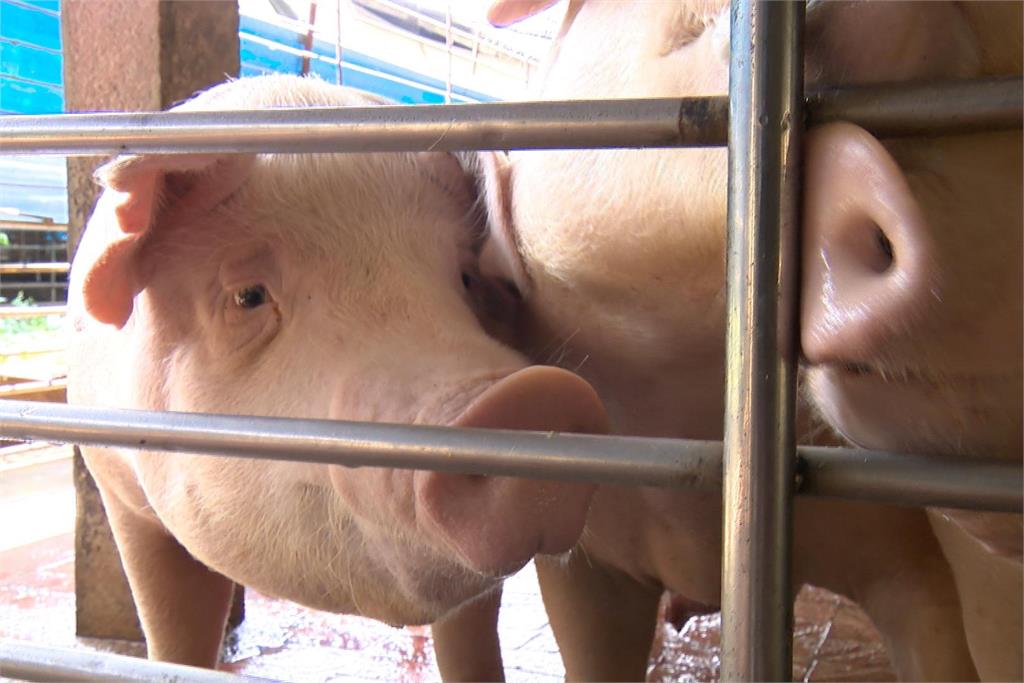 豬肉遭驗出禁用瘦肉精 台糖回應:應是屠宰時遭交叉汙染