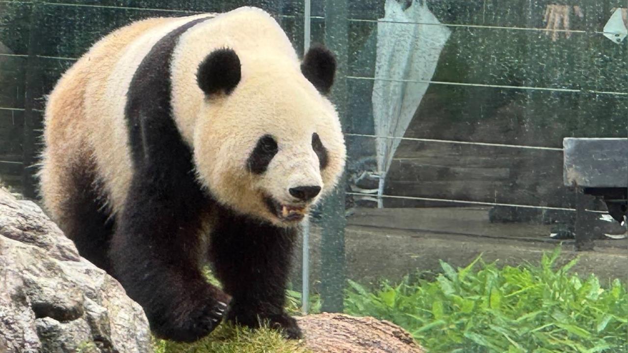 快新聞/關係惡化?日本「最後2貓熊」將送還中國 未來想看可來台灣