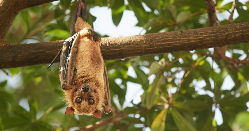 印度「立百病毒」致死率75%　醫列3重點澄清：不必恐慌