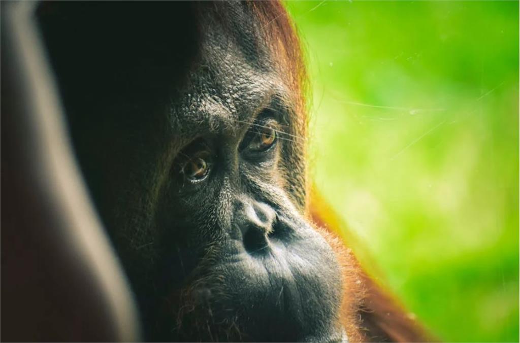 德國研究機構：動物園猩猩比野生猩猩更具好奇心