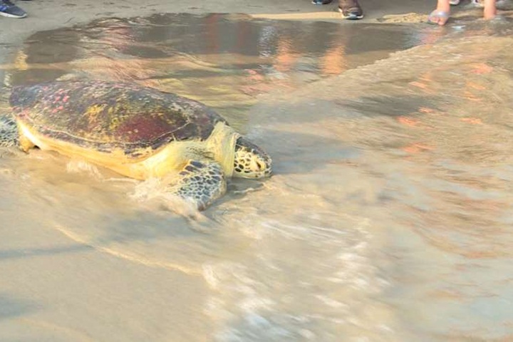 野放海龜活動 綠蠵龜「楊過」重返大海