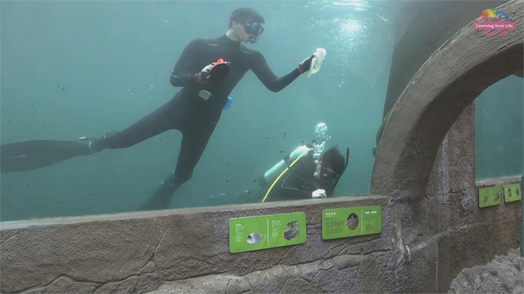 寒冷冬季動物園潛水員守崗位水中完成清潔工作「危機四伏」