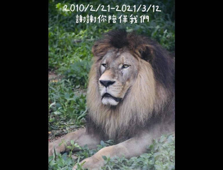 快新聞／壽山動物園人氣明星非洲獅「小巴」病逝 園方從小帶大嘆不捨