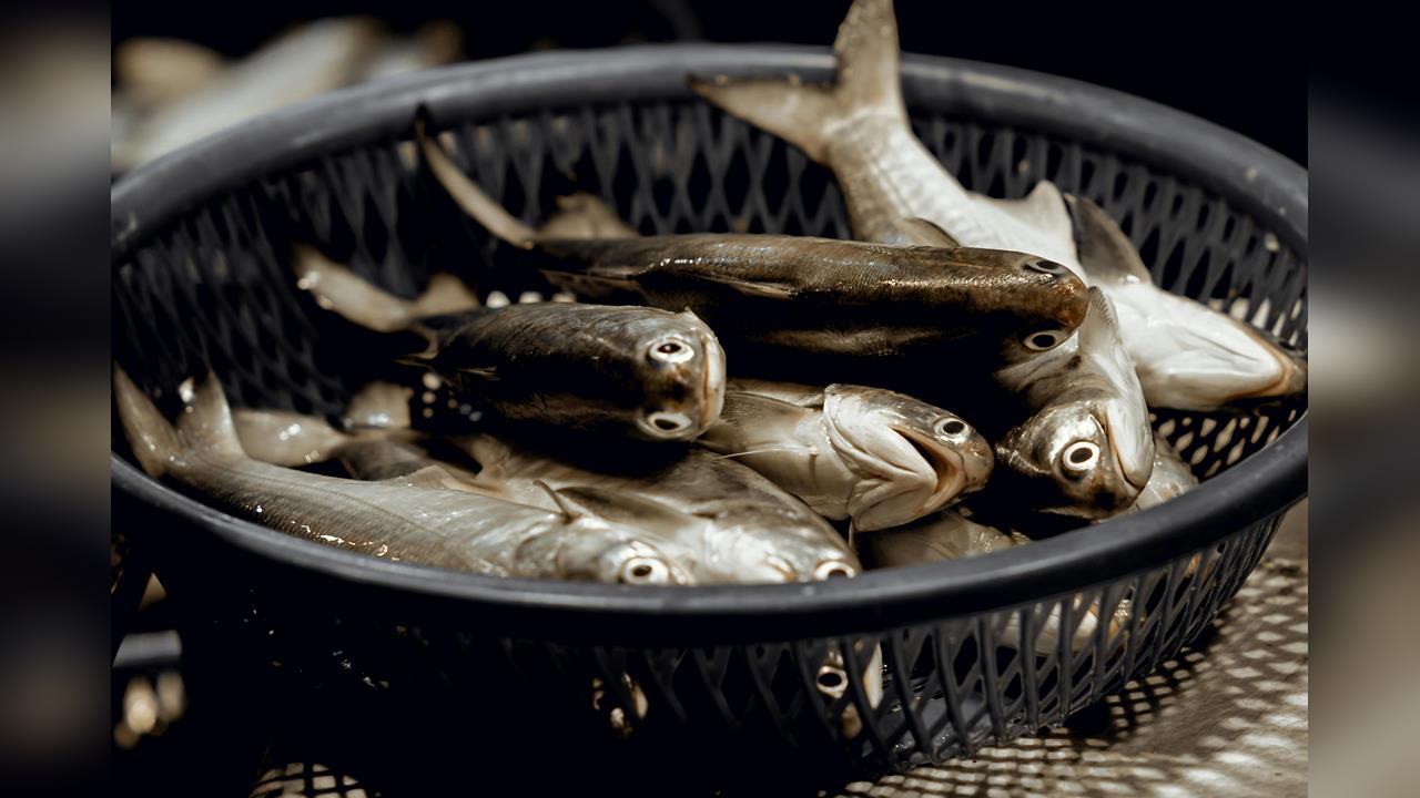 台灣飯桌超常見「4種魚類」其實超毒?專家提醒還有「這些」也要少吃!