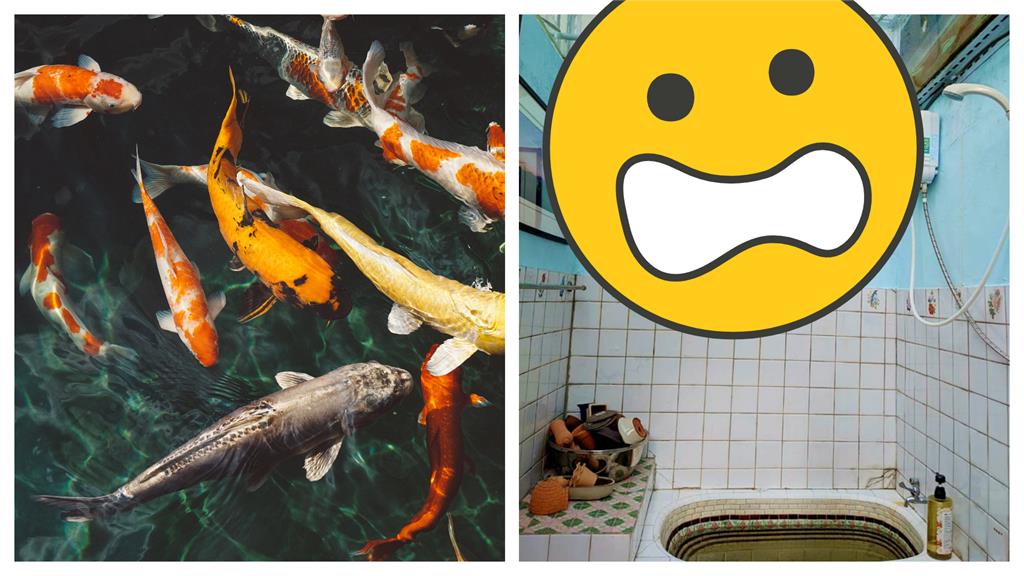 台中民宿浴室天花板驚見「空中魚缸」魚兒陪洗澡！奇葩裝潢背後藏洋蔥