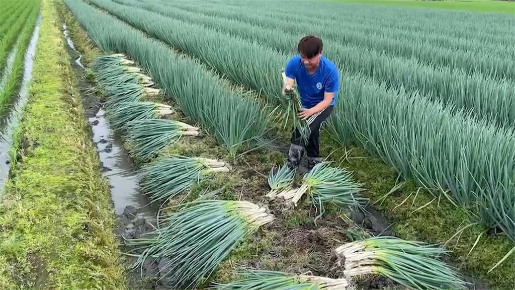 雨多也不好沒雨又乾旱　三星蔥產量大減七成