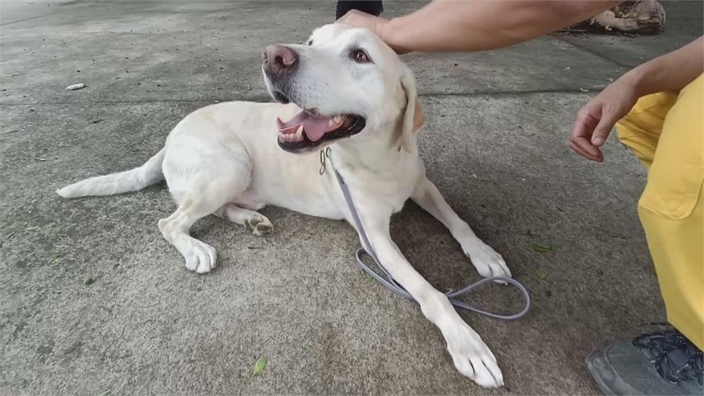 咬記者麥克風爆紅！　搜救犬Roger　「現況曝光」