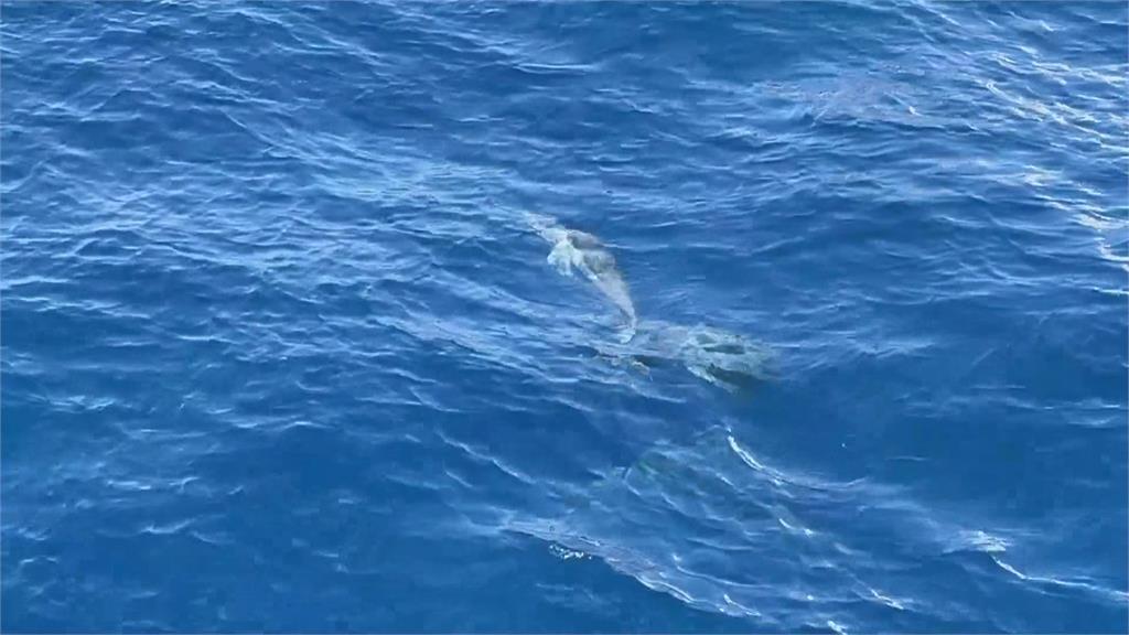 東部出海賞鯨、海豚最常現身　業者：每年營業額最高上千萬