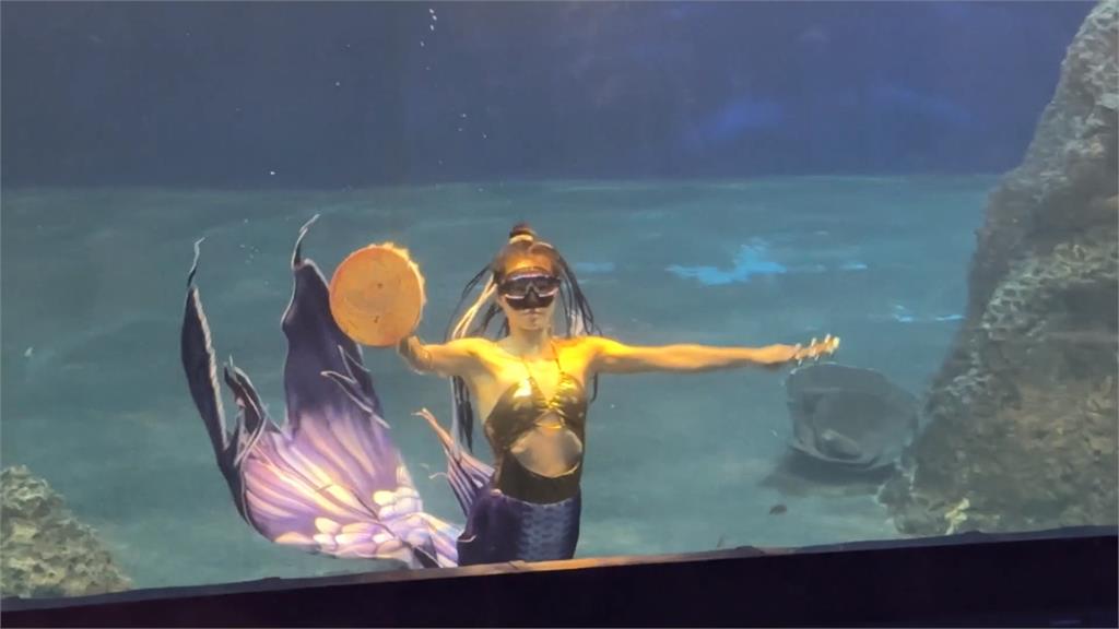 花蓮海洋公園「人魚賽事」登場！多國美人魚齊聚水中競技