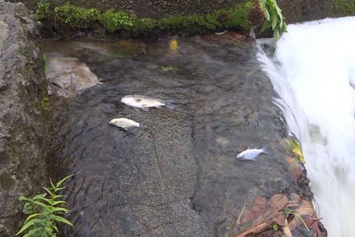 大火惹禍！ 化學原料流入河 魚群全都翻肚死