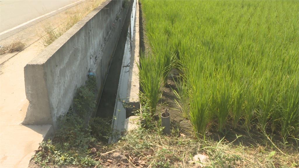 明德水庫蓄水率20年新低桃竹苗二期稻作停灌  農委會將發補償金