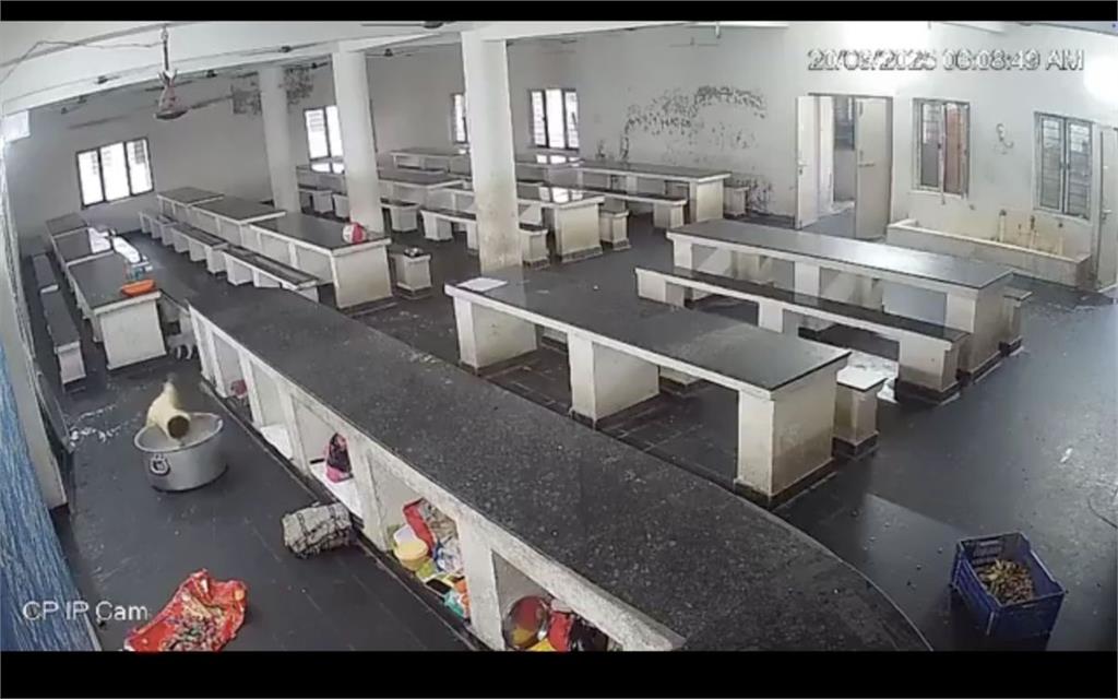 印度校園慘劇！女童追小貓跌進滾燙牛奶　驚悚畫面曝光