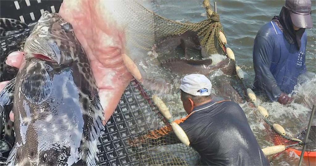 快新聞／台灣「運搬石斑魚」漁船申報不實　漁業署重罰15萬怒送檢調