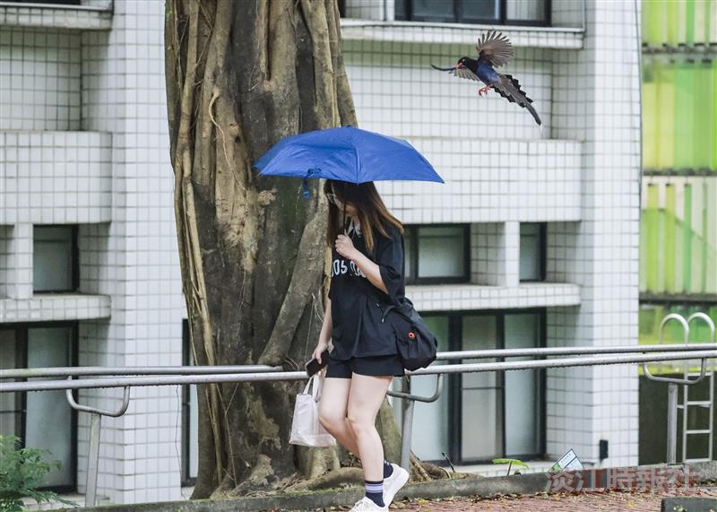 【淡江傳真】臺灣藍鵲育雛季　撐傘戴帽避免遇襲