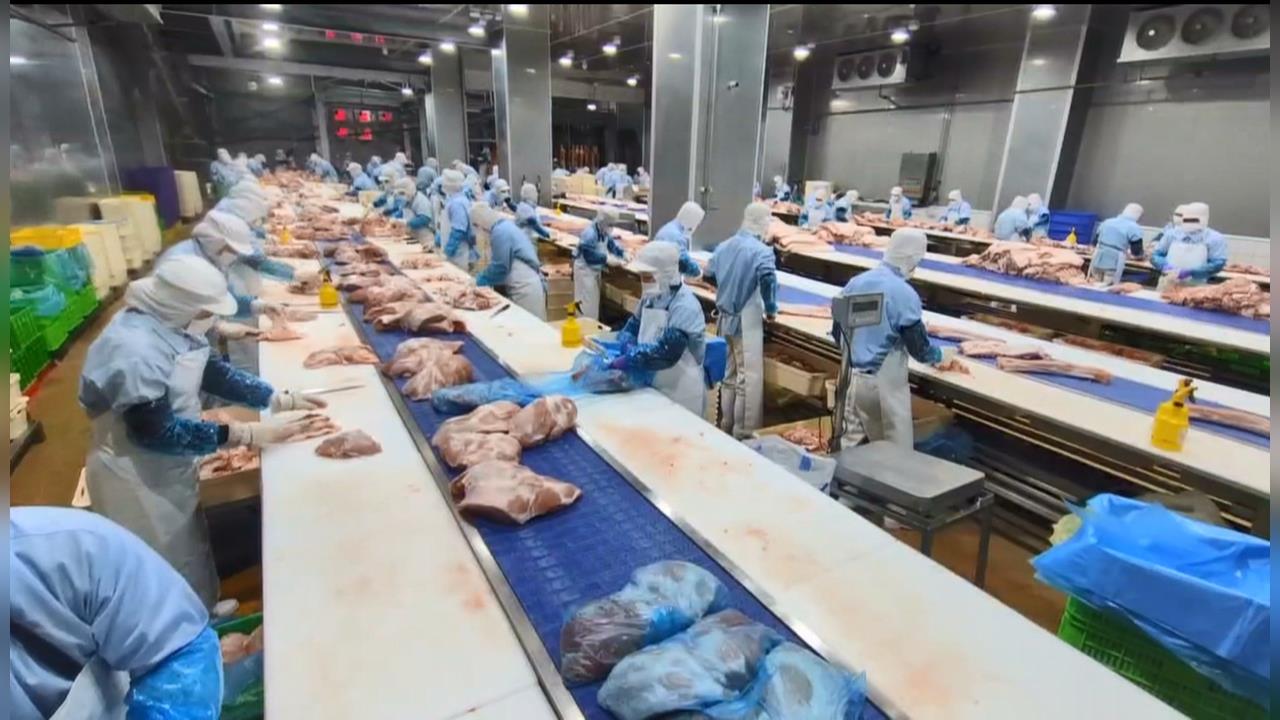 台灣重返非洲豬瘟非疫國 可望用最快時間恢復出口