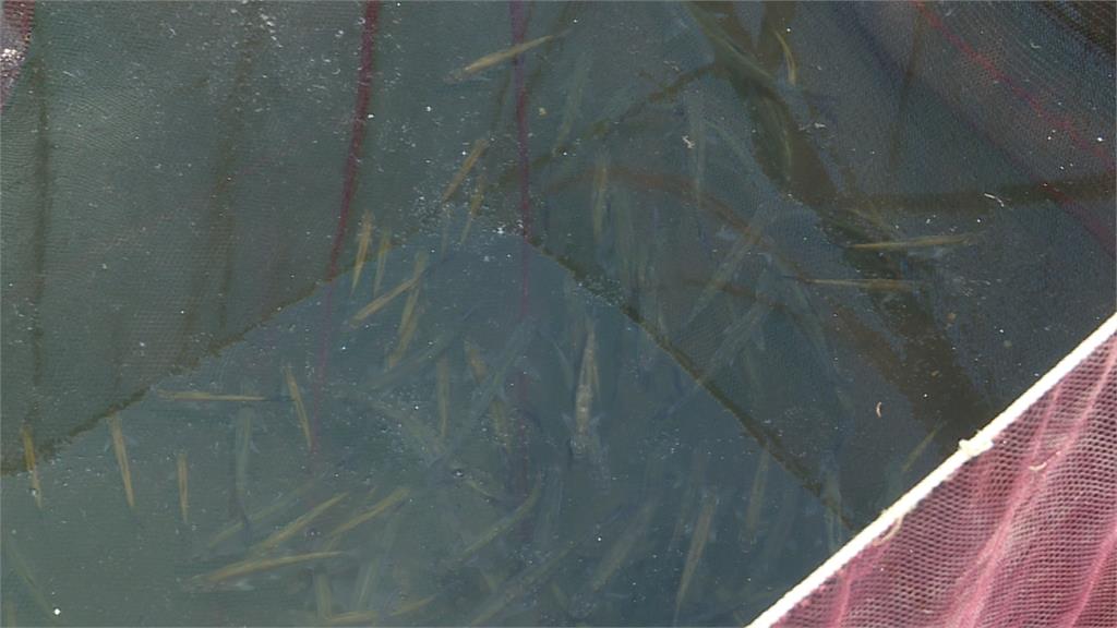 魚虎破壞日月潭生態 放養天敵鱸鰻除害