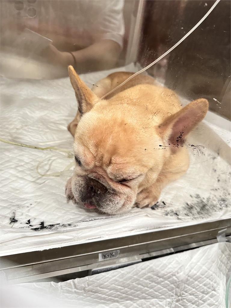 男子借住友人家竟對法鬥「灌農藥」　飼主心疼送醫幸搶回一命