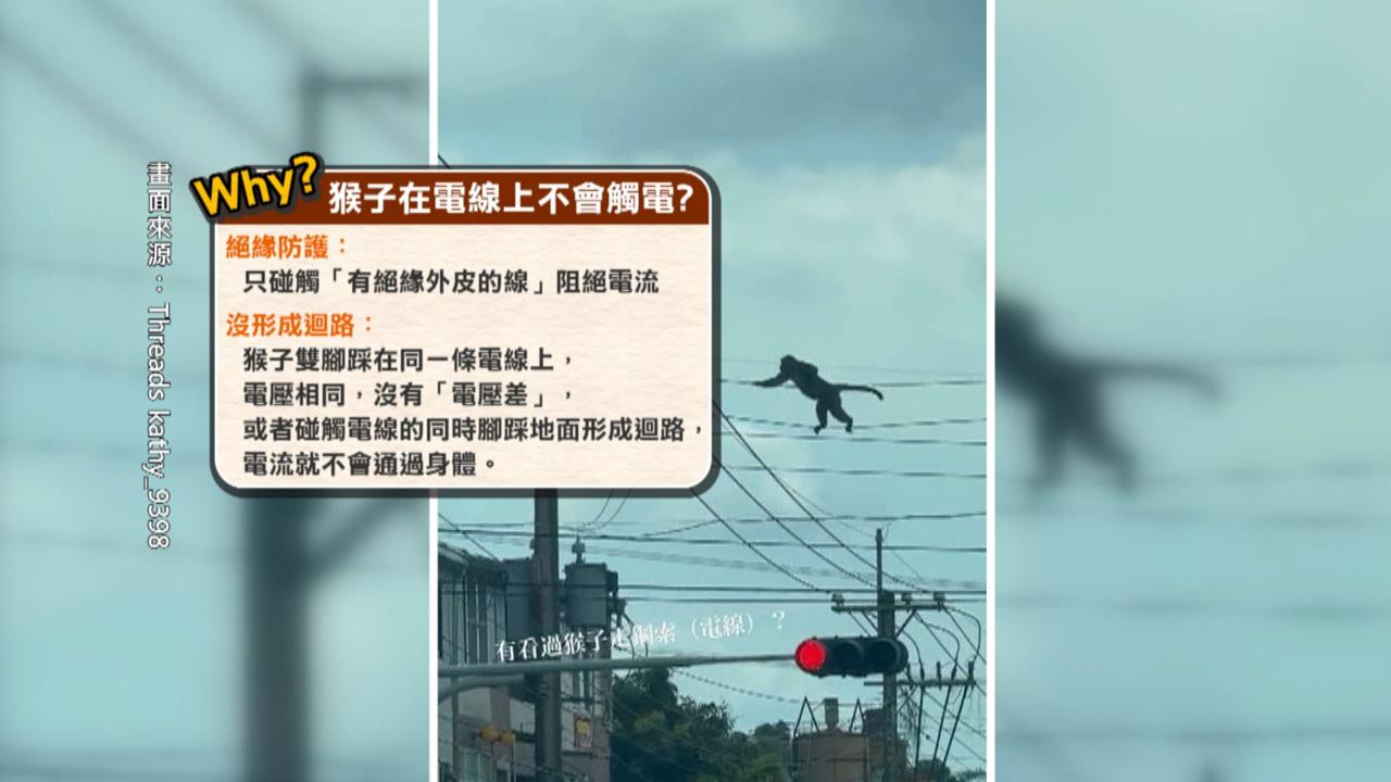 特技?　野生獼猴"電線當天橋走"　民眾驚呼:怕牠電到