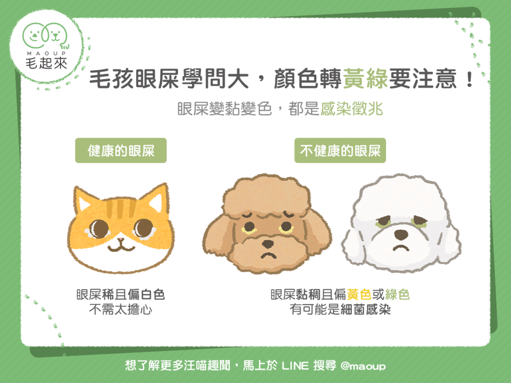 【MaoUp 知識王】毛孩眼屎學問大！顏色轉黃綠要注意！
