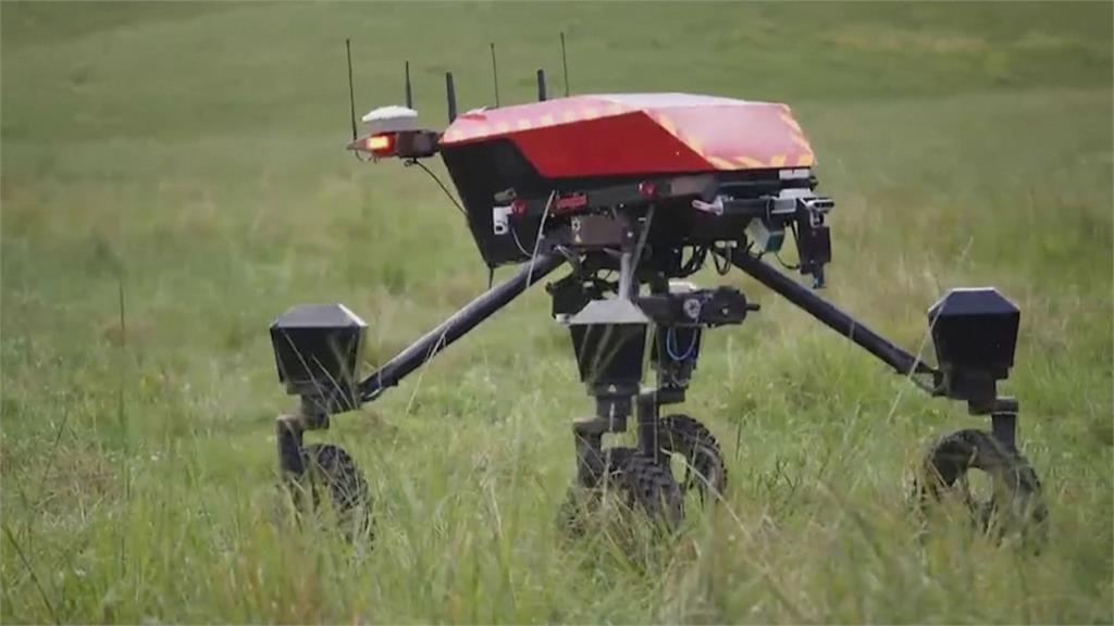 澳洲研發新型「牧牛機器人」　用人工智慧輕鬆管牛群