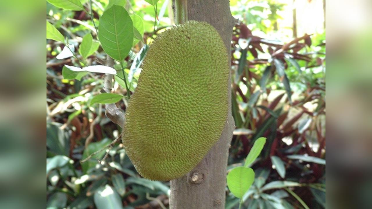 馬來西亞肥胖問題嚴重　業者推健康「波羅蜜替代肉」