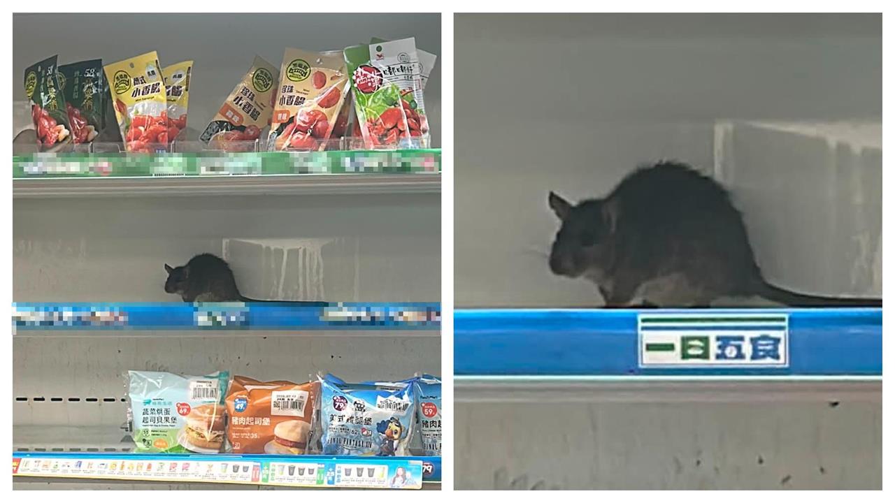 快新聞／嚇鼠！台北機捷超商爆巨大肥鼠「囂張爽逛熟食貨架」