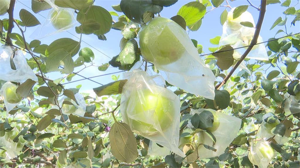 快跟青蘋果一樣大顆！雪蜜棗提前採收　產量少四分之一「價格凍漲」