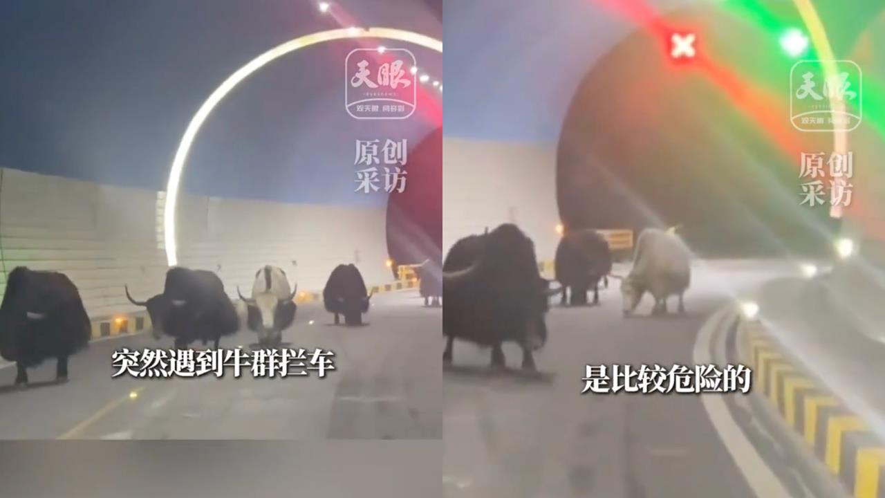 西藏自駕遇犛牛「死不讓路」！驚人巧合她見「隧道外這幕」喊：救了一命