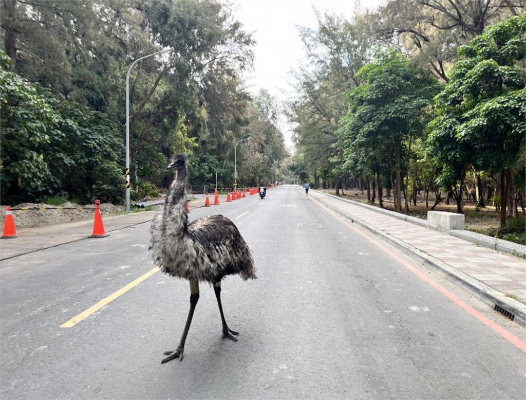 不是鴕鳥！台南漁光島「巨鳥」逛大街　　日籍市府顧問慢跑嚇一跳