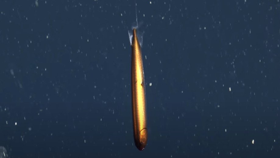 這不是魚雷！美國驚見「渾身金屬光」深海龍魚　30年只發現4次