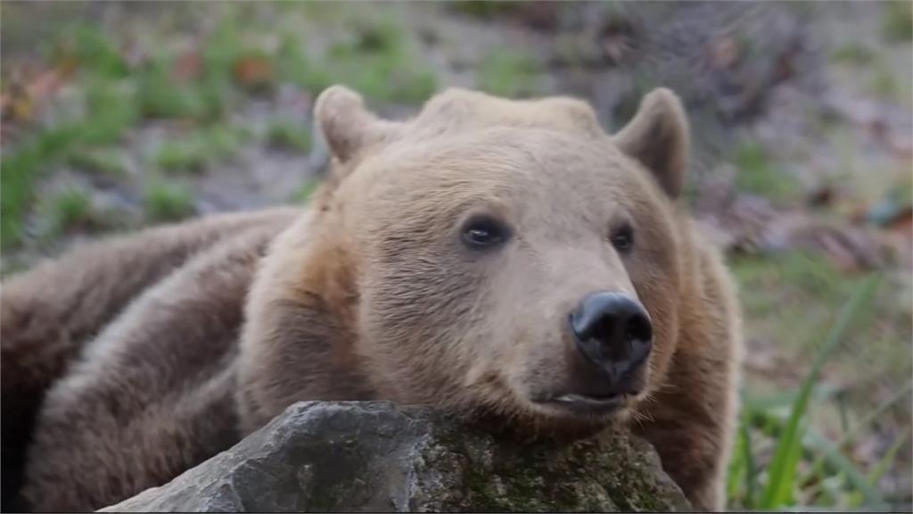 英國棕熊「水腦症」長期癲癇　動物園找專業團隊動「熊腦手術」