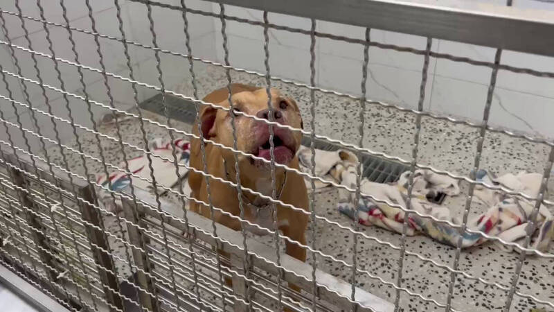 快新聞／「咬人比特犬」收容第四天現況曝光　原飼主20萬罰鍰繳了！