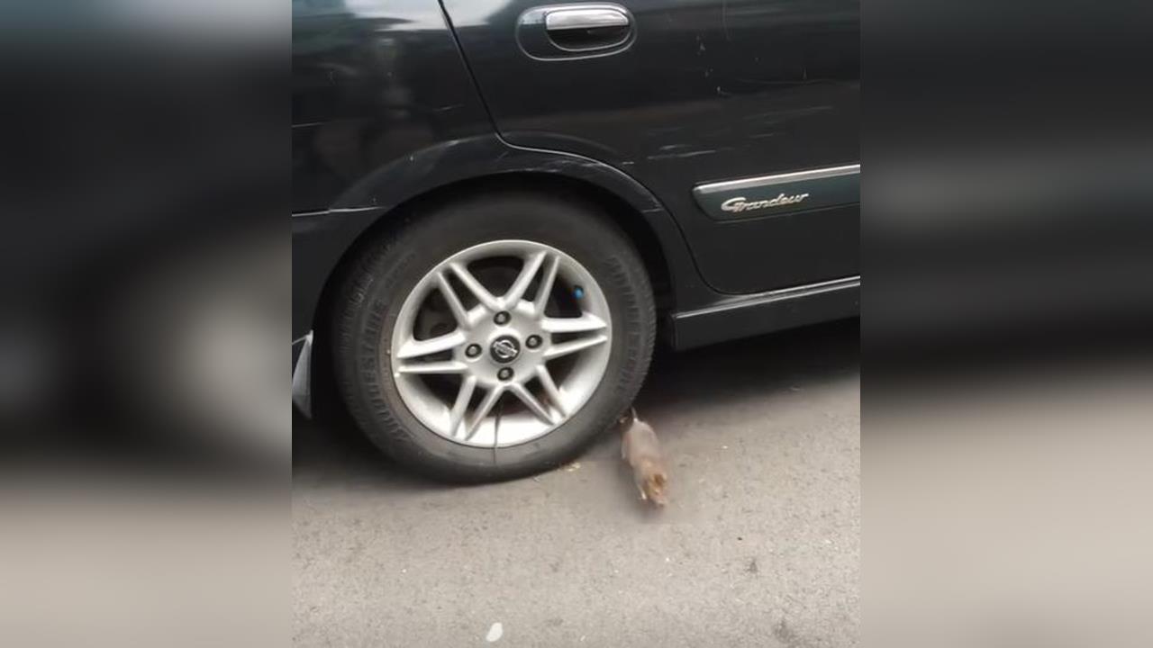 快新聞／老鼠橫行！吳靜怡批「柯蔣該負責」北市不要驚嚇版的迪士尼