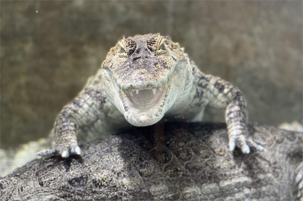 快新聞／不可以吃太胖！日本動物館宣布鱷魚「節食減重」