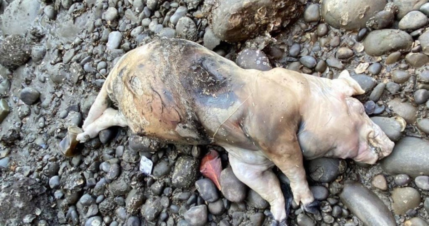 金門海漂豬驗出非洲豬瘟 防檢署:病毒與中國沿海流行株高度相近