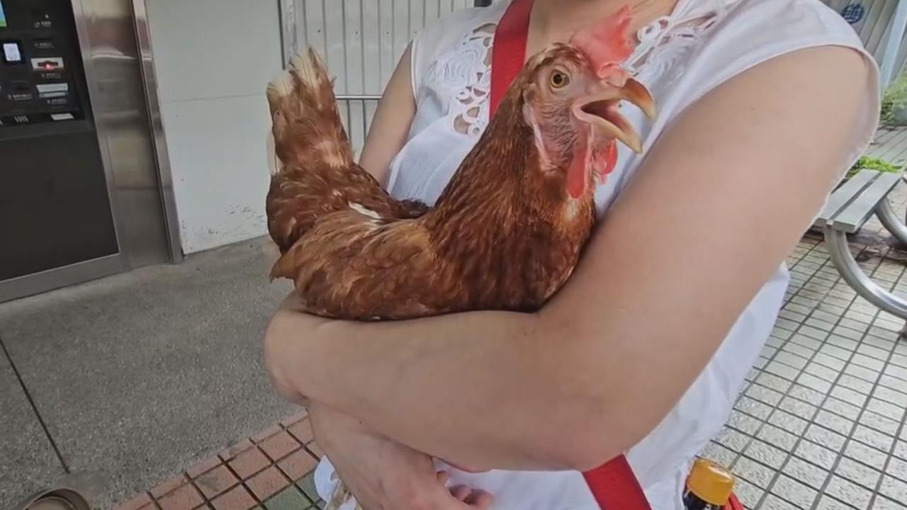 夫妻倆帶活雞搭台鐵出遊遭拒　她示範裝籠喊：牠很懂事