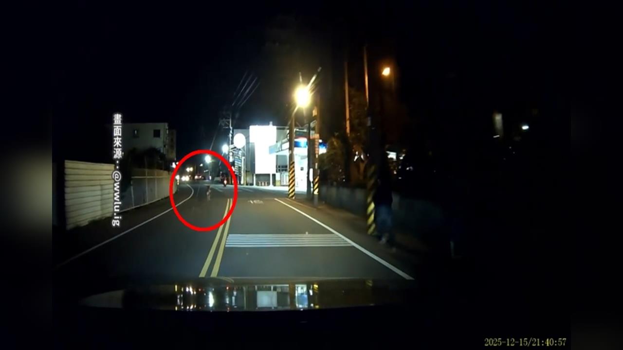 中壢深夜驚見「追羊驚魂記」!竟是「仁海宮200週年比賽」特等羊