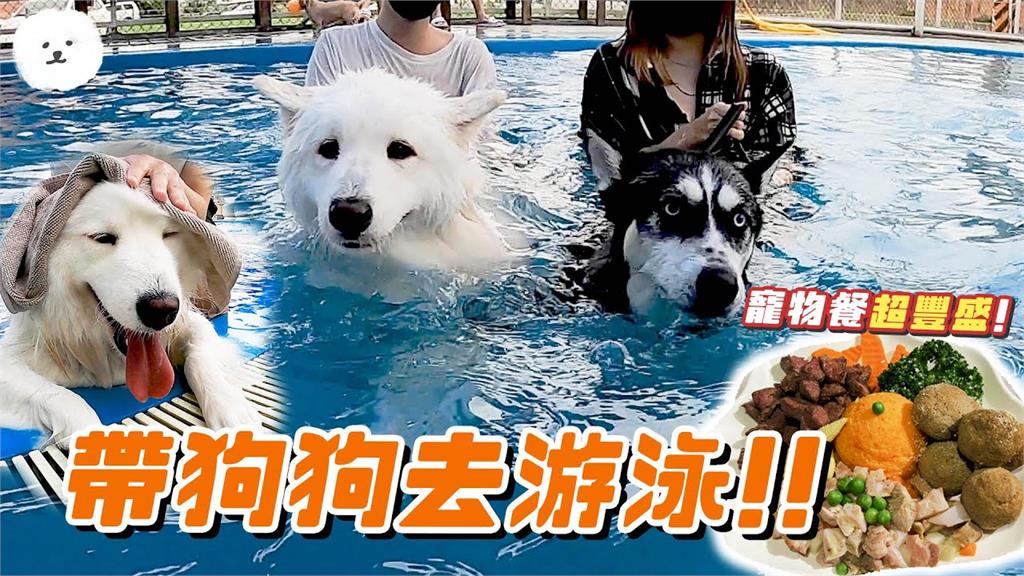 超萌！薩摩耶犬跳游泳池嗨游狗爬式　累了竟將哈士奇當狗型浮板