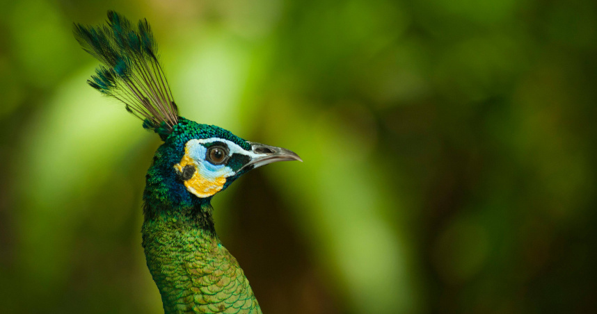 12生肖本周運勢 屬猴者人氣最旺、屬狗者全方位上榜