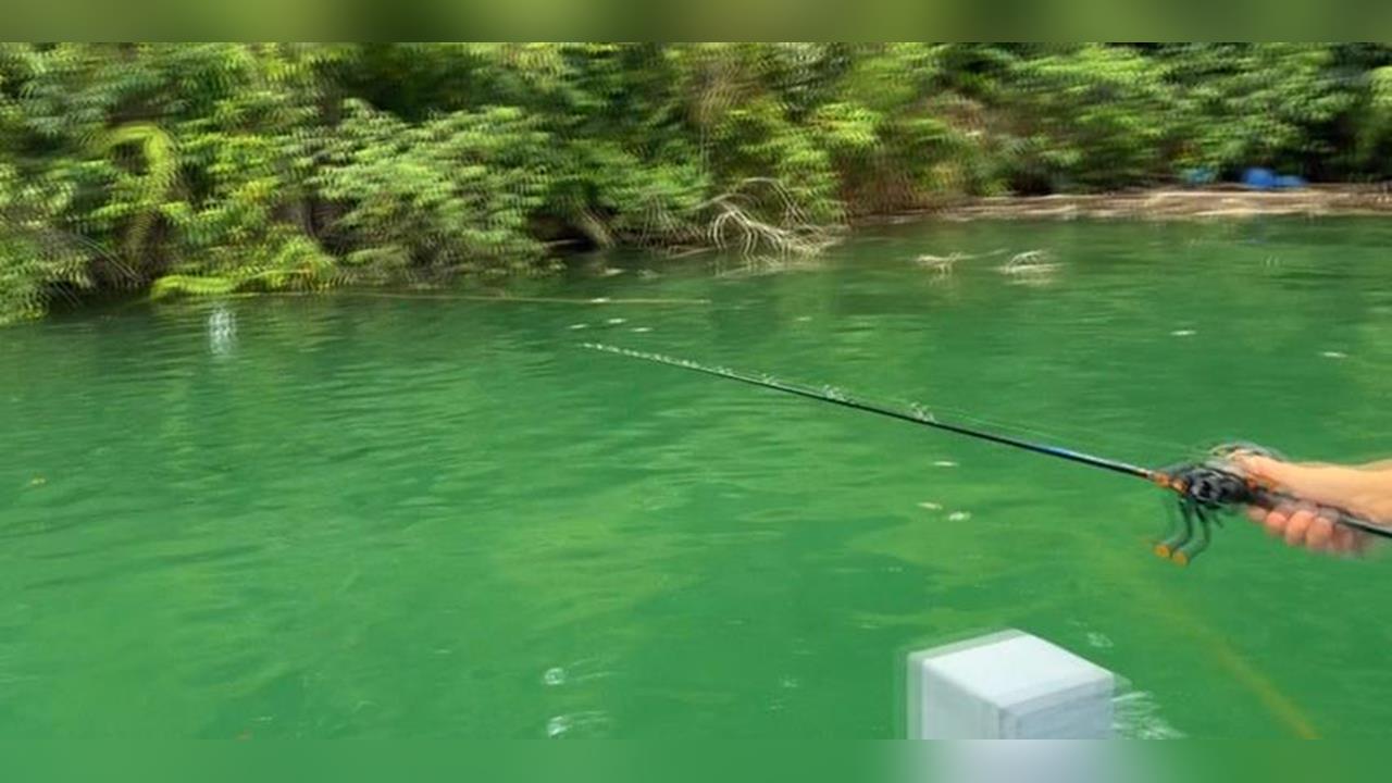 日月潭危機再現! 魚虎"抱千卵"爆發恐破壞生態